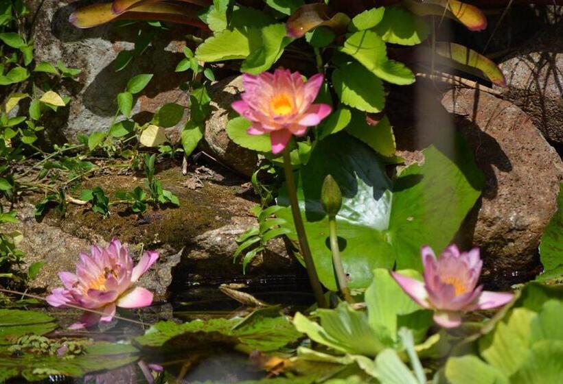 تختخواب و صبحانه El Yunque Rainforest Inn