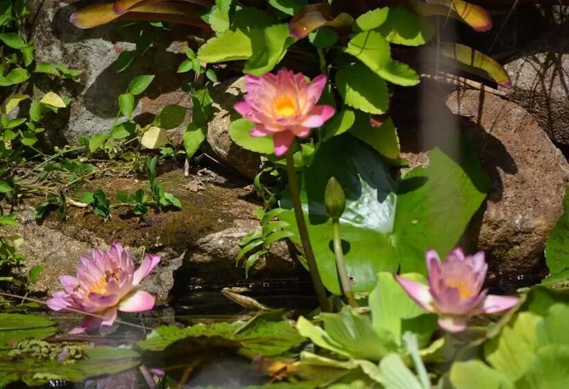 تختخواب و صبحانه El Yunque Rainforest Inn