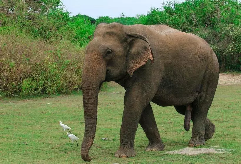 ホテル Bundala Flamingo Cotteges