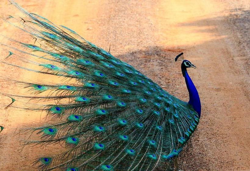 Hotel Bundala Flamingo Cotteges