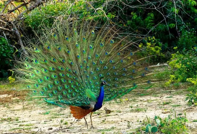 ホテル Bundala Flamingo Cotteges