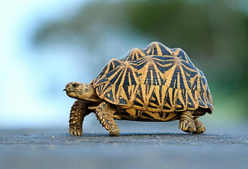 Hotel Bundala Flamingo Cotteges