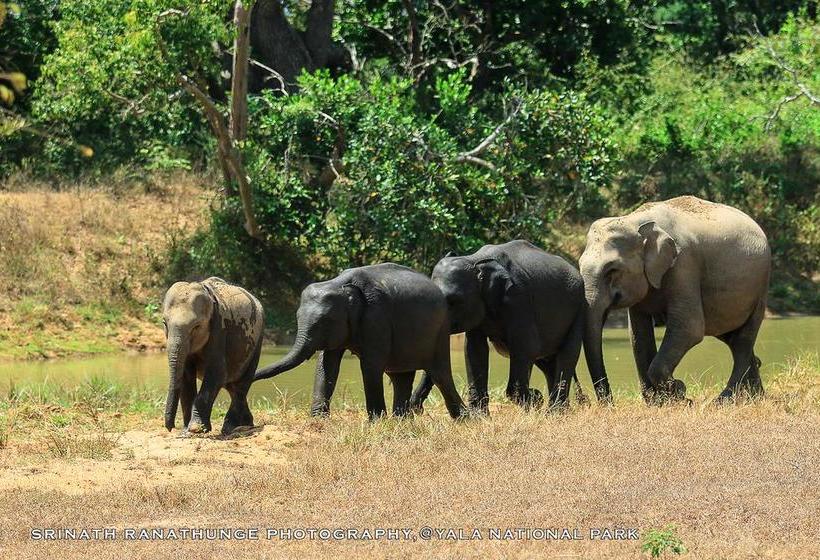 Hotel Bundala Flamingo Cotteges