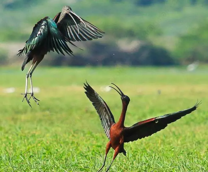 ホテル Bundala Flamingo Cotteges