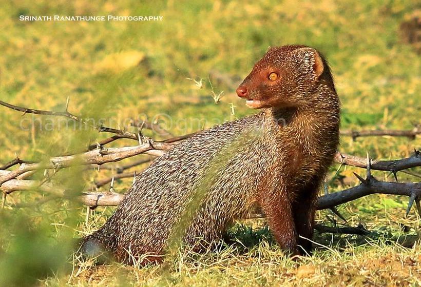 Hotel Bundala Flamingo Cotteges