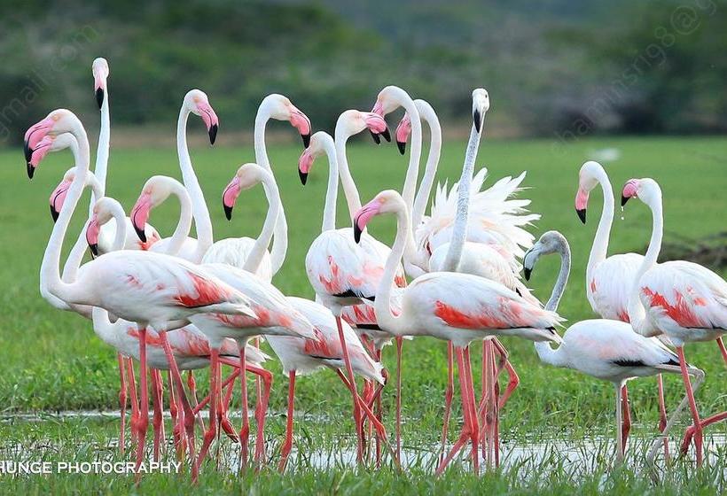 Hotel Bundala Flamingo Cotteges