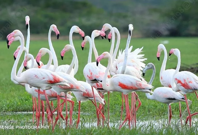 ホテル Bundala Flamingo Cotteges
