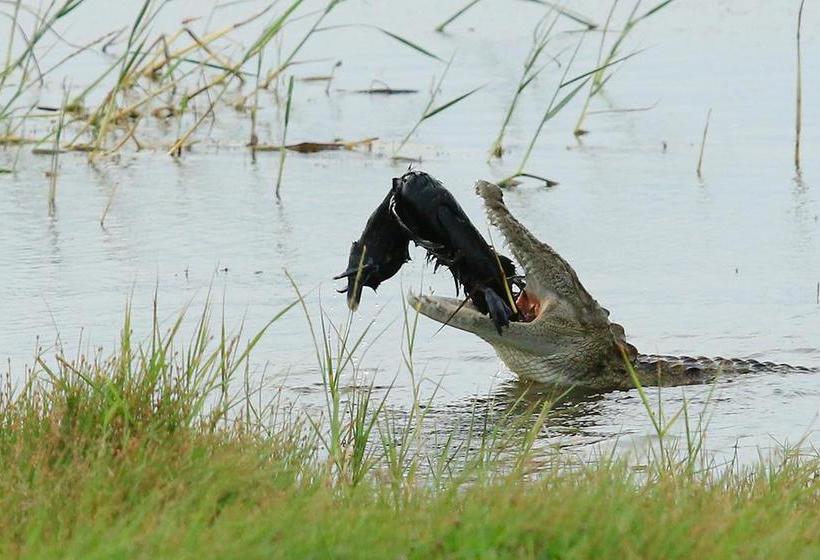 Hotel Bundala Flamingo Cotteges