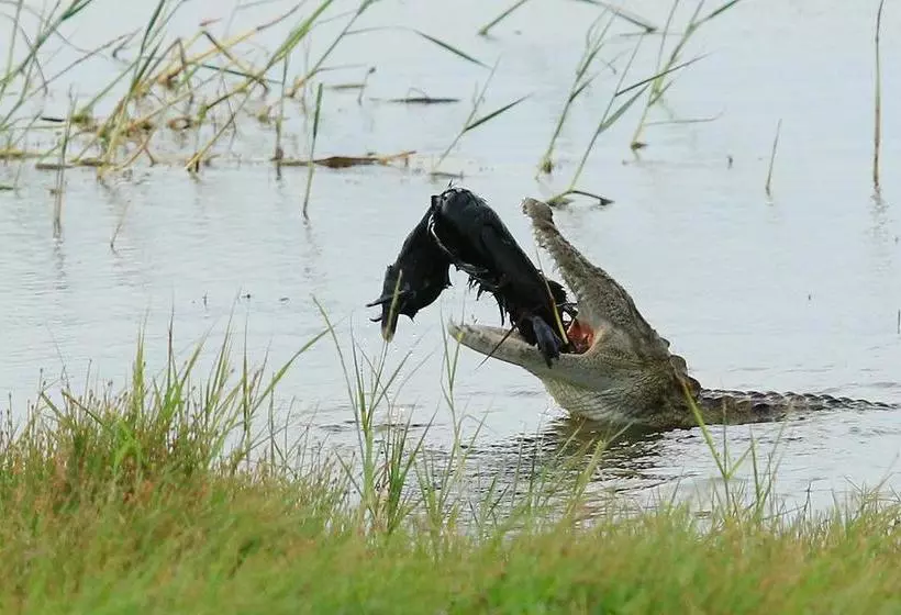 ホテル Bundala Flamingo Cotteges