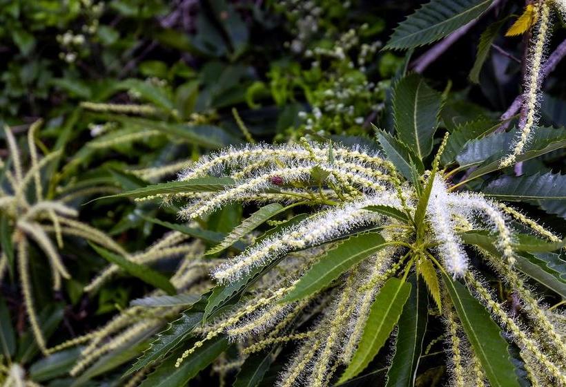 Bed and Breakfast Ponteronico Resort