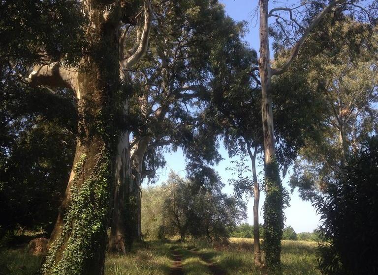 Bed and Breakfast Ponteronico Resort