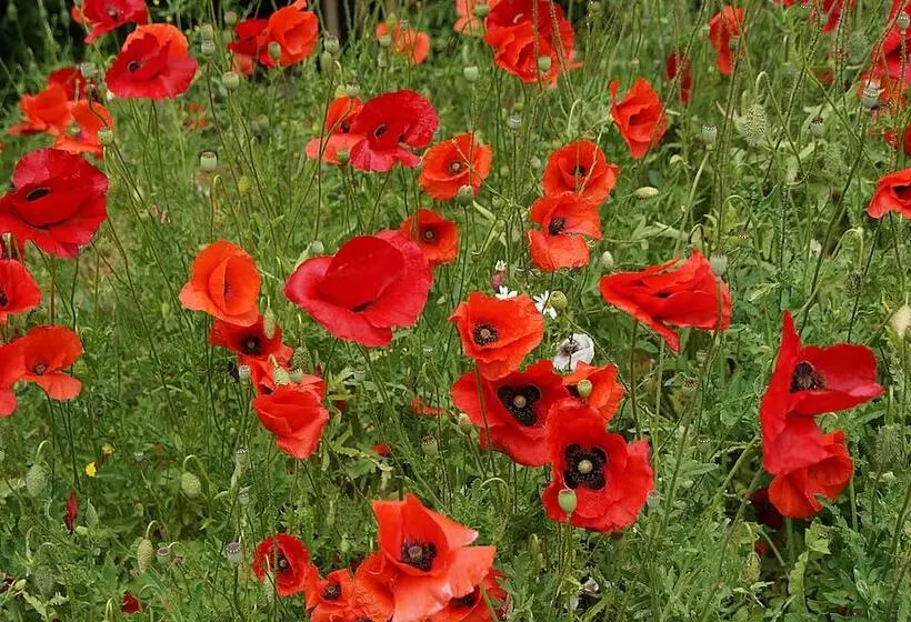 ホテル Waastwinj   500m Vom Strand