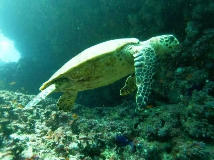 هتل Ruka Maldives