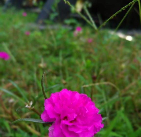 منتجع Capital O 1065 Sahid Osing Kemiren