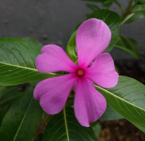 منتجع Capital O 1065 Sahid Osing Kemiren