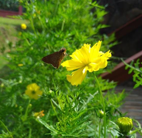 منتجع Capital O 1065 Sahid Osing Kemiren