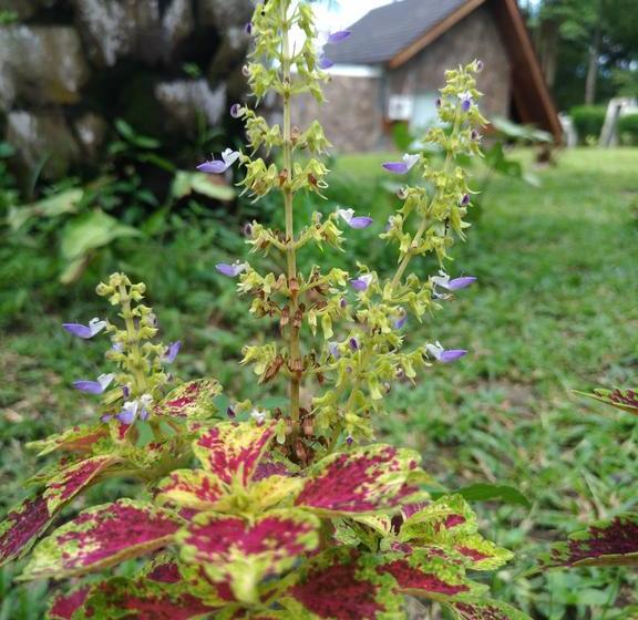 منتجع Capital O 1065 Sahid Osing Kemiren