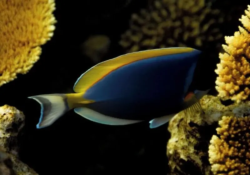 پانسیون Bibee Surf