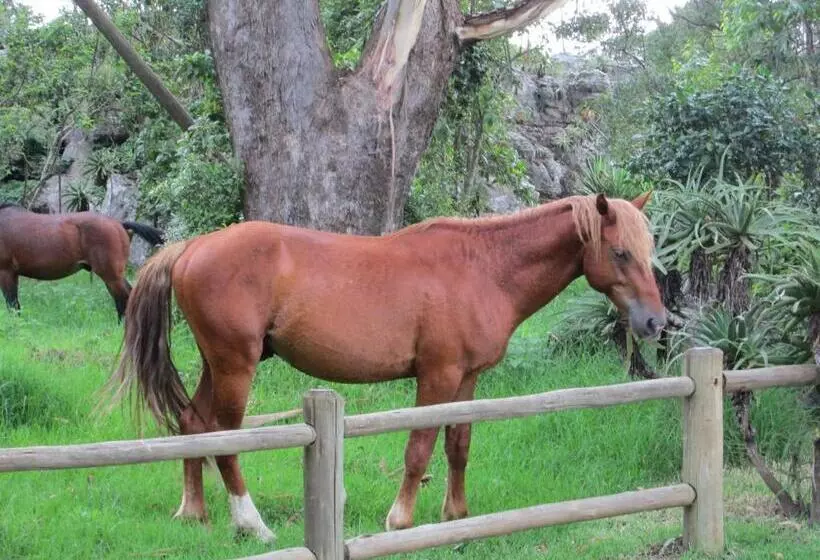 Aamiaismajoitus (B&B) Kattekwaad Accommodation