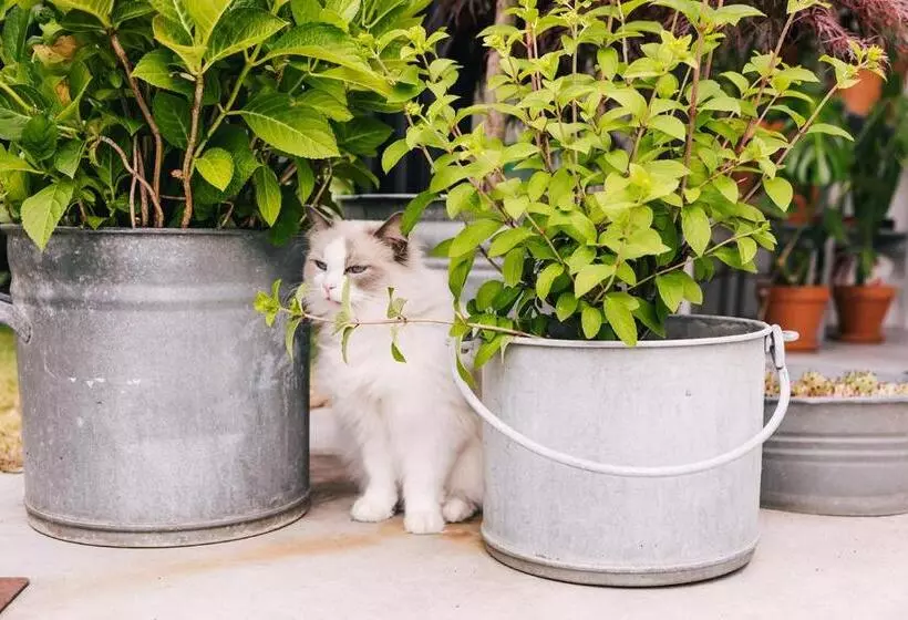 ベッドアンドブレックファースト Logieslogees