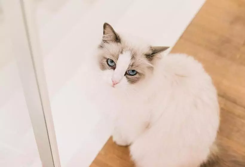 ベッドアンドブレックファースト Logieslogees