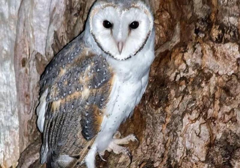 צימר Mapleton Springs