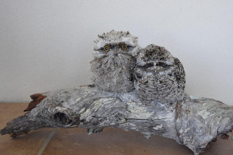 צימר Mapleton Springs