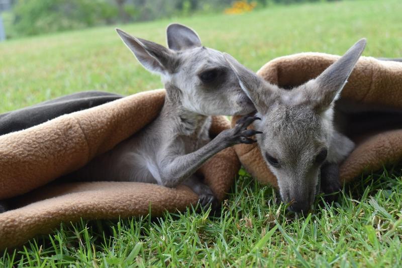צימר Mapleton Springs