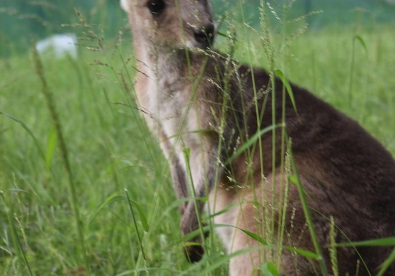 צימר Mapleton Springs