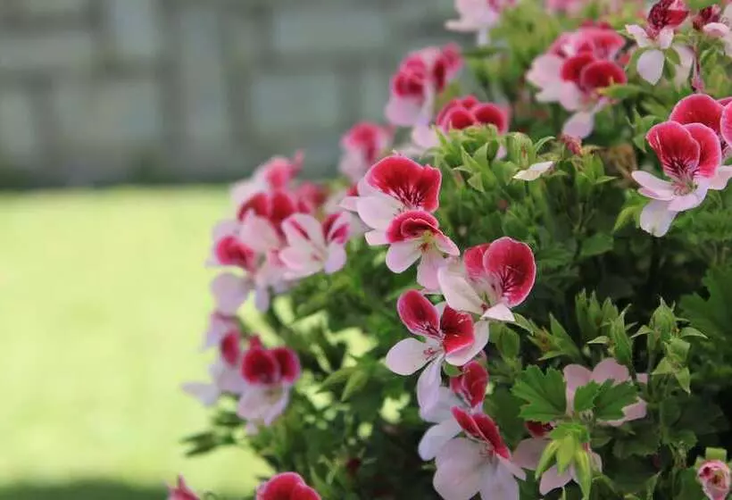 هتل Meuble Cima Bianca Garni