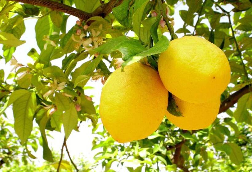 酒店 Terra Dei Limoni