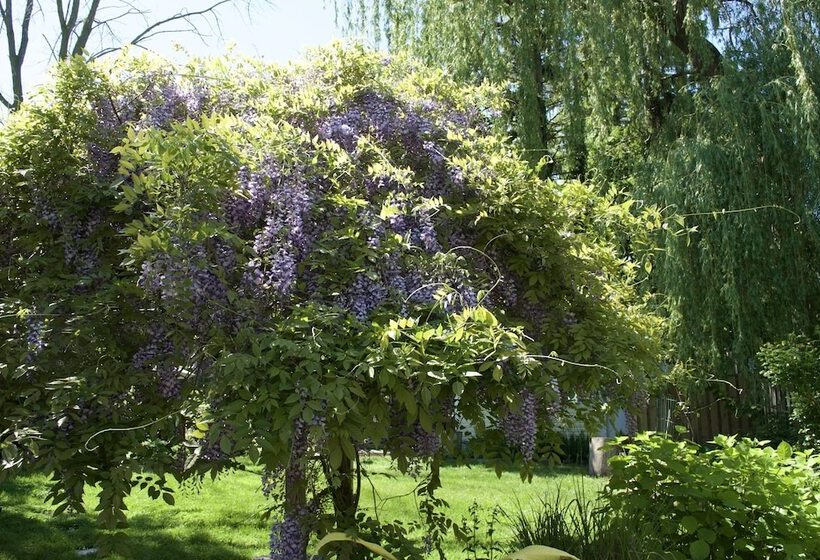 צימר Queen Regent