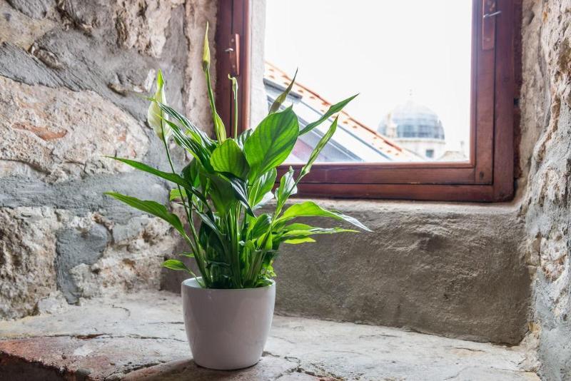 Fotos del hotel Apartments Martecchini:  10