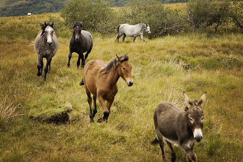Bed and Breakfast Ashfield House