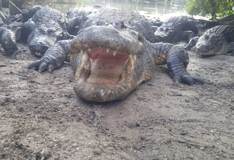 هتل Kapp And Kappy B&b