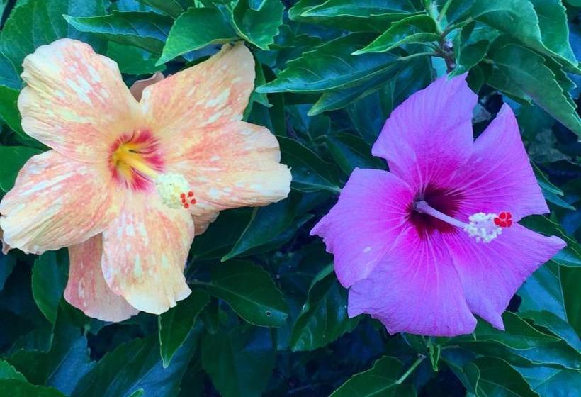 בית מלון כפרי Ocean Breeze Hideaway