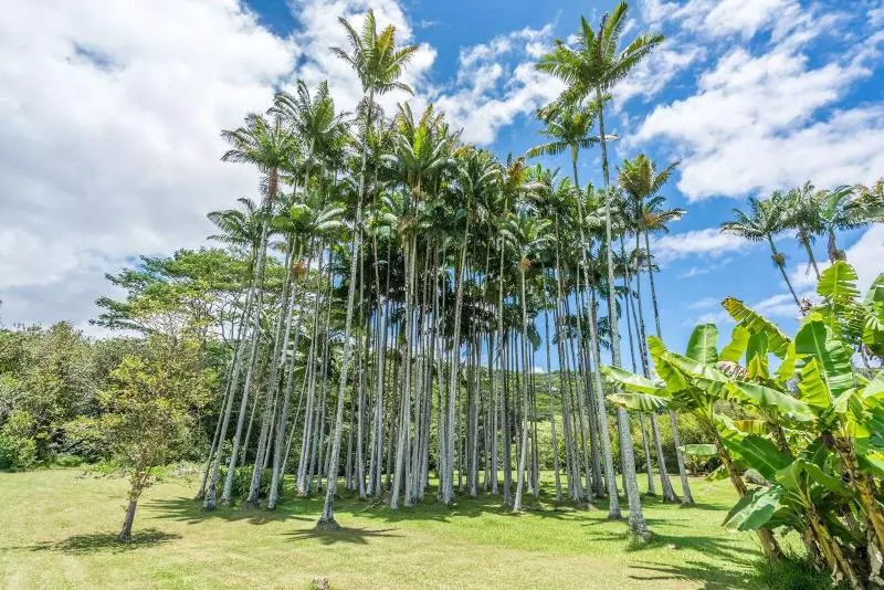 هتل Old Hawaiian Bed And Breakfast