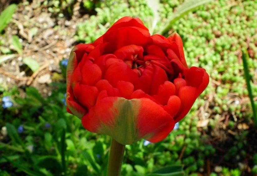 Отель Flora Apartman