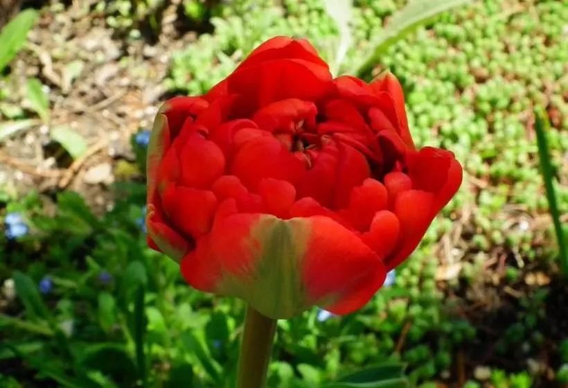 هتل Flora Apartman
