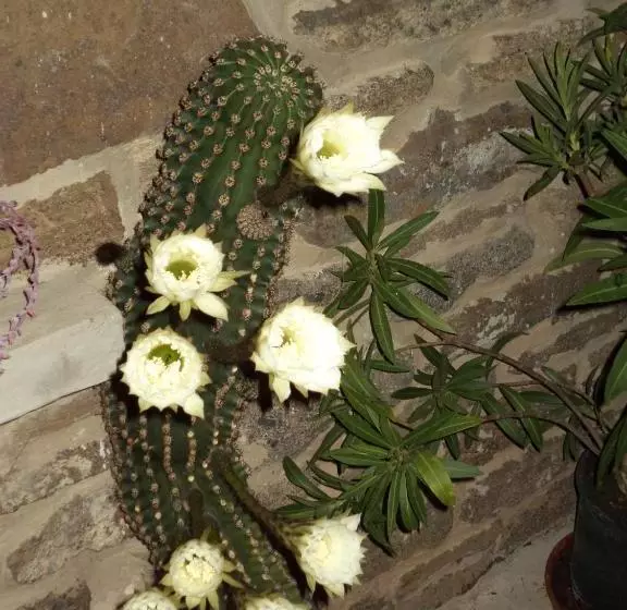 هتل Flora Apartman