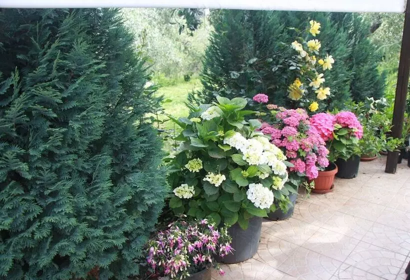 Hotelli B&b La Terrazza Di Frascati