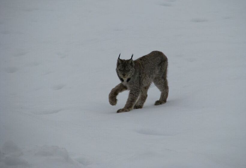 فندق Wolfwood Guest Ranch