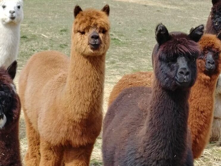 فندق Wolfwood Guest Ranch