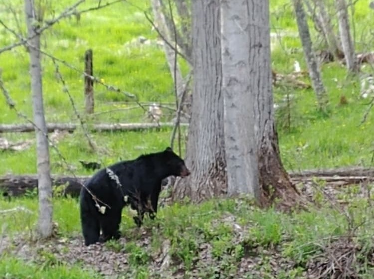 فندق Wolfwood Guest Ranch