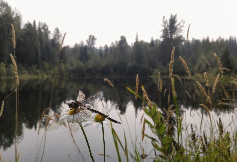 فندق Wolfwood Guest Ranch