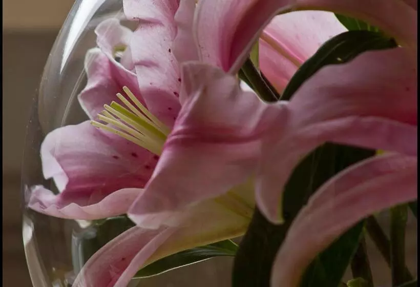 Hotelli Lakeview Guest House