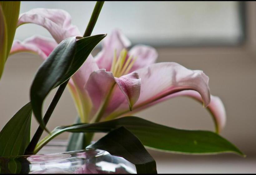 Отель Lakeview Guest House