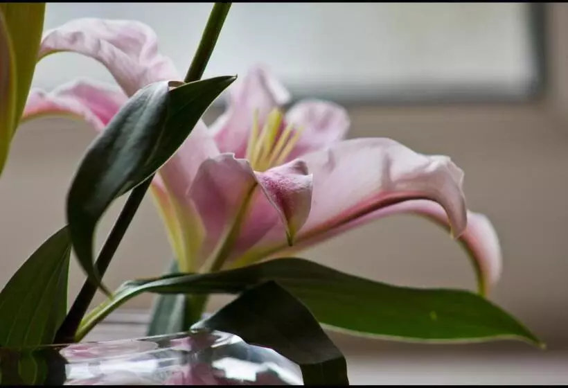 Hotelli Lakeview Guest House