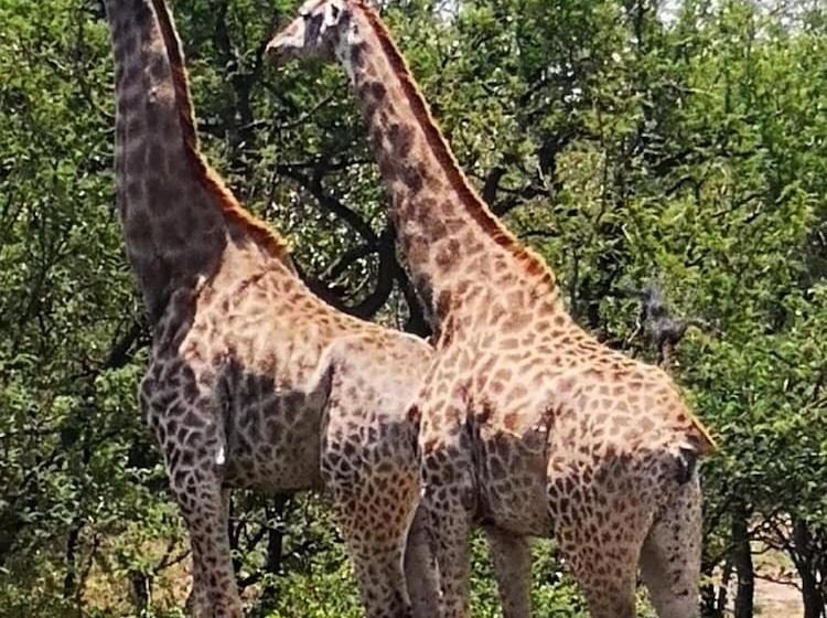 בית מלון כפרי Boulders Safari Lodge