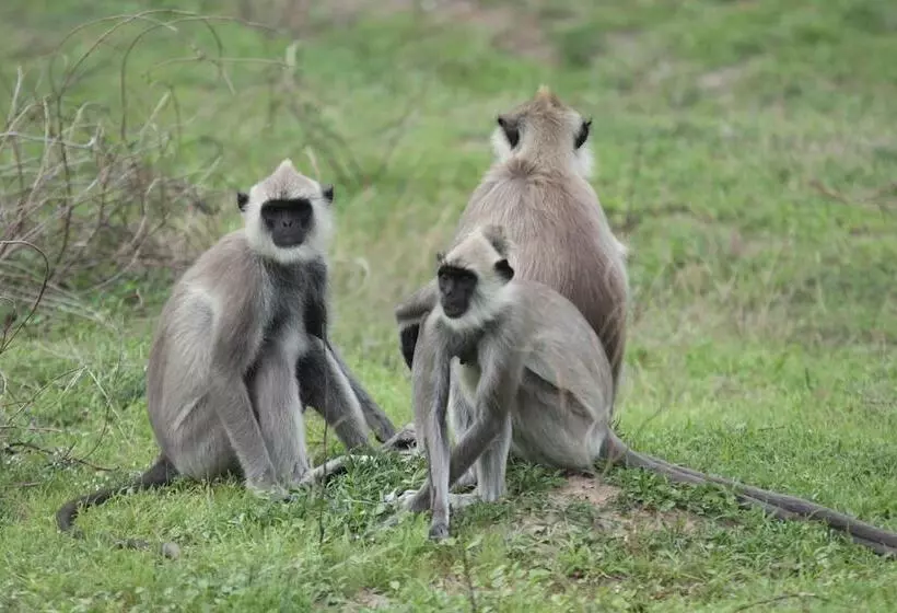 Hotelli Leopard City Hostel